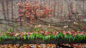 Muro con rampicante in autunno
