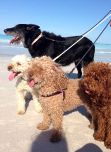 Cani sulla spiaggia