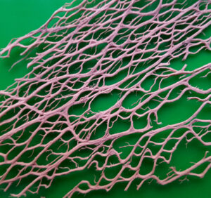 Particolare foglia secca fico d'india