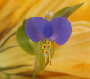 Fiore viola