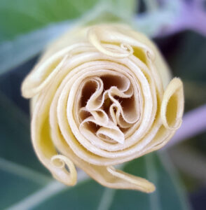 Fiore chiuso di Datura