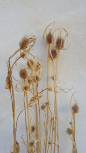 Fiori secchi