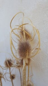 Fiori secchi
