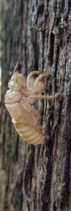 Involucro ninfale di cicala su tronco