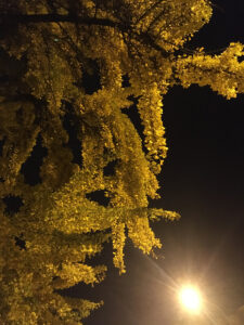 Albero al buio