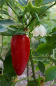 Peperoncino e fiore