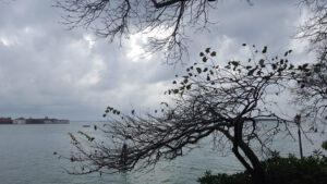 Albero in controluce